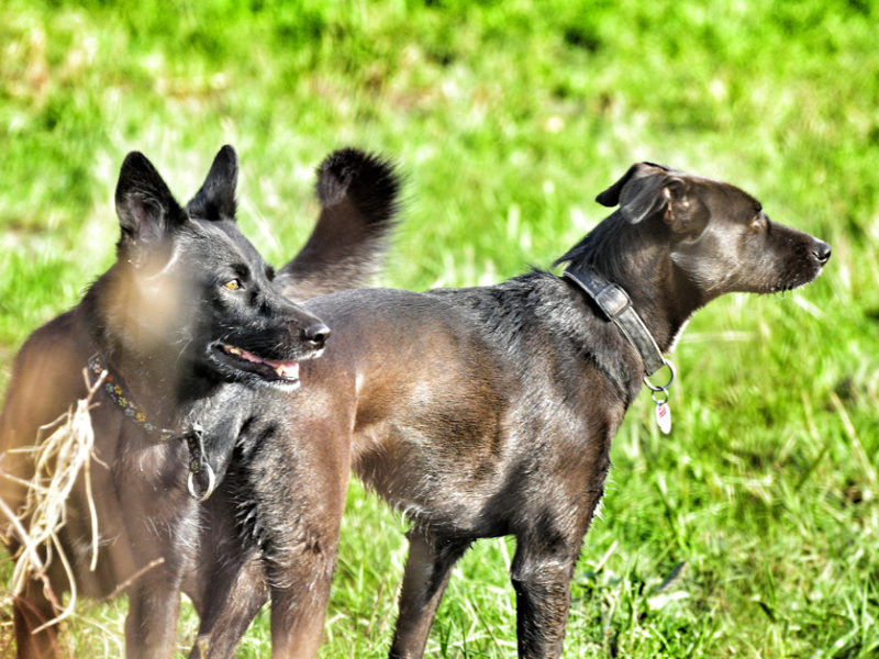 Hunde - Foto Sassan Dastkutah